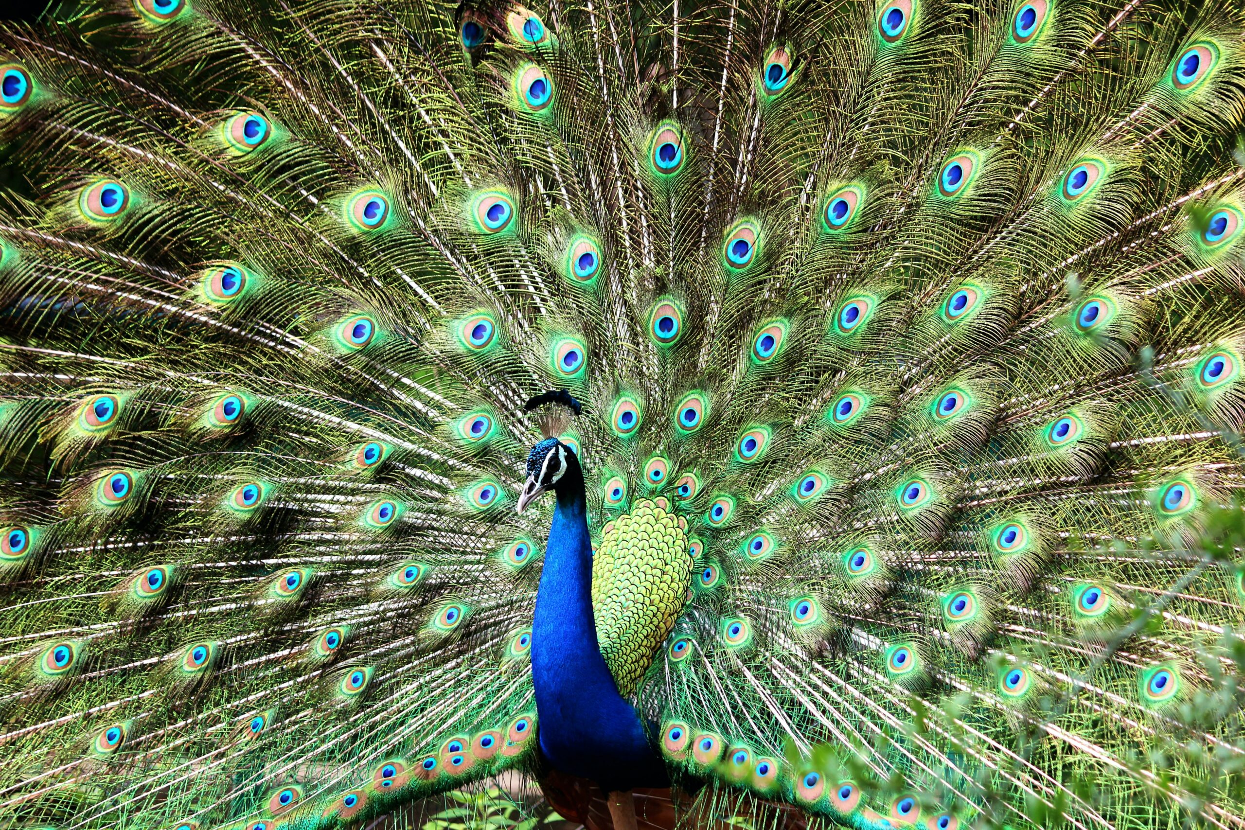 Peacock
