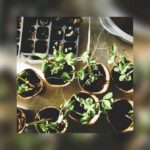 SparkleCraft Donderdag Challenge: Maak je eigen mini-moestuin in een bak